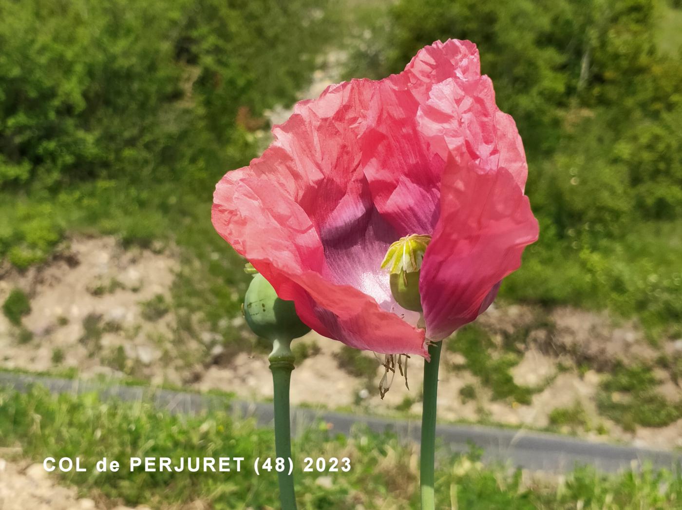 Poppy, Opium flower